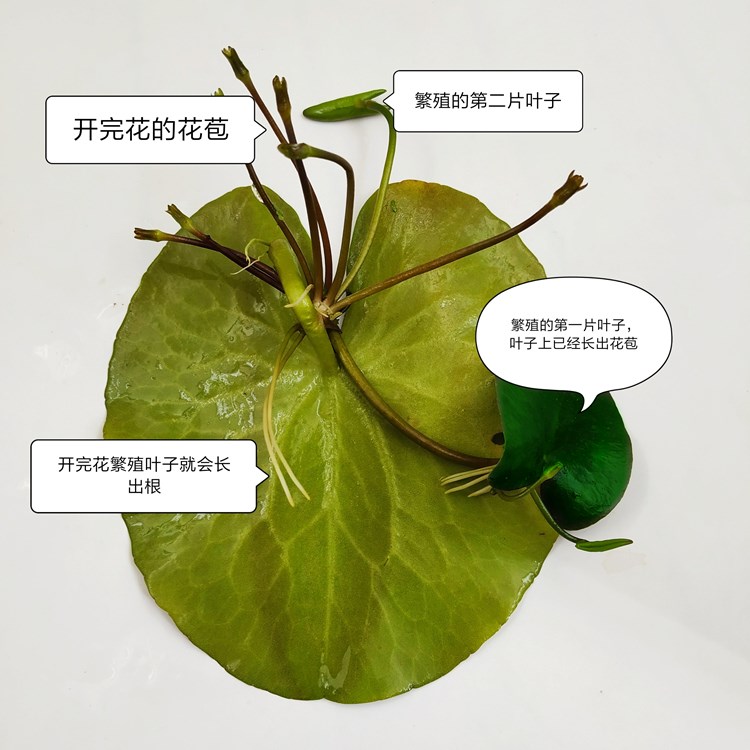 一叶莲水培植物花卉和鱼共养水生植物鱼缸绿植浮萍室内带花苞睡莲-图1