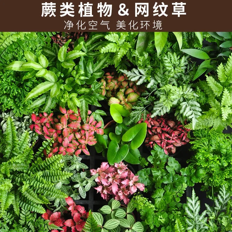 网纹草苔藓微景观DIY植物鲜活绿植盆栽迷你水培土养水陆室内观叶-图2