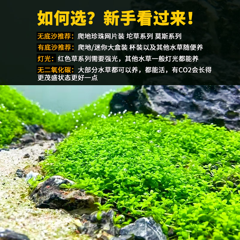 鱼缸前景真水草植物迷你矮爬地矮珍珠牛毛活体水族装饰造景草坪 心爱生态水族 淘优券