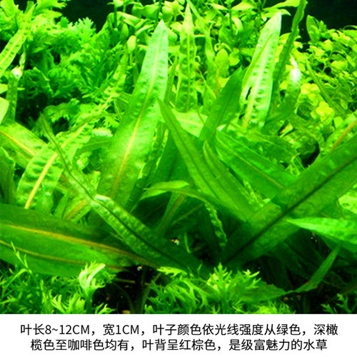 鱼缸造景水草咖啡椒自养草水中叶咖啡椒草中钱景草活体懒人装饰草 - 图0
