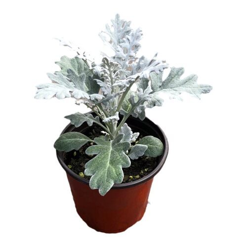 银叶菊盆栽花苗雪叶菊花苗耐寒植物阳台庭院花园景观耐寒花卉绿植 - 图3