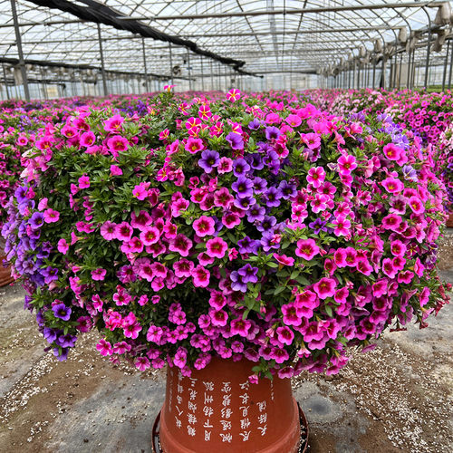 百万小玲盆栽花苗舞春花牵牛花垂吊庭院阳台花园吊篮耐寒花期长 - 图2