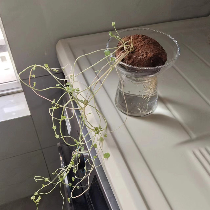 山乌龟专用水培瓶山乌龟水养玻璃瓶子山乌龟透明水培器皿催芽瓶子,淘宝优惠券,粉丝福利购,淘宝优惠卷