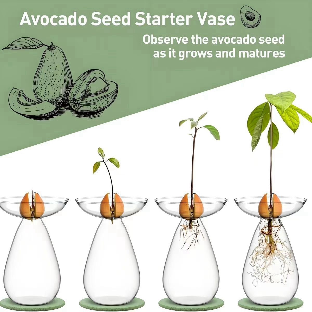 牛油果水培花瓶牛油果核种子水养容器玻璃器皿植物水培专用花瓶盆,淘宝优惠券,粉丝福利购,淘宝优惠卷