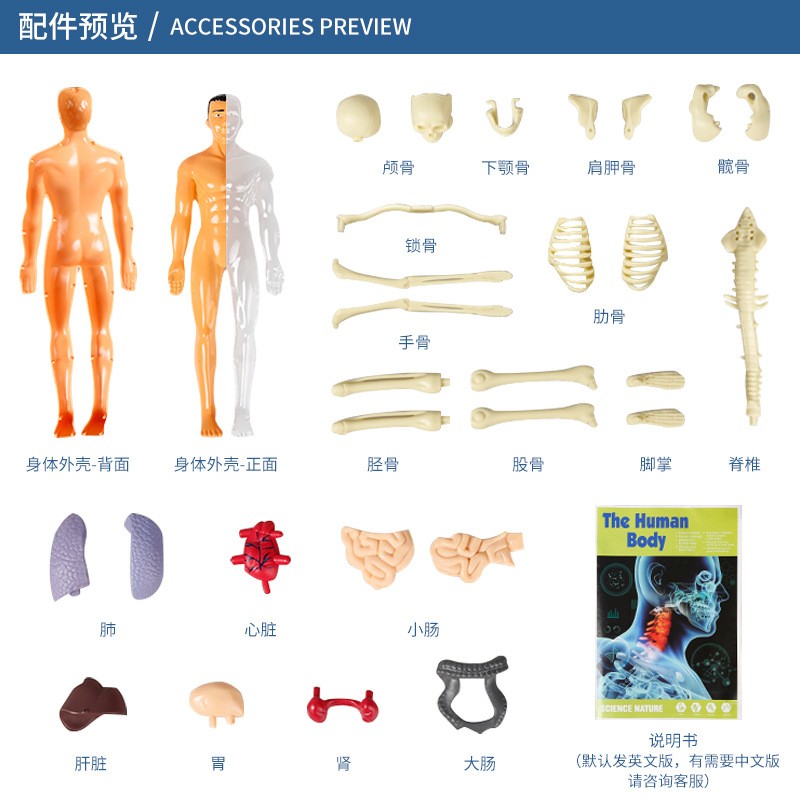 可拆卸人体结构模型仿真身体骨骼器官科普道具中小学生物学教玩具 - 图1