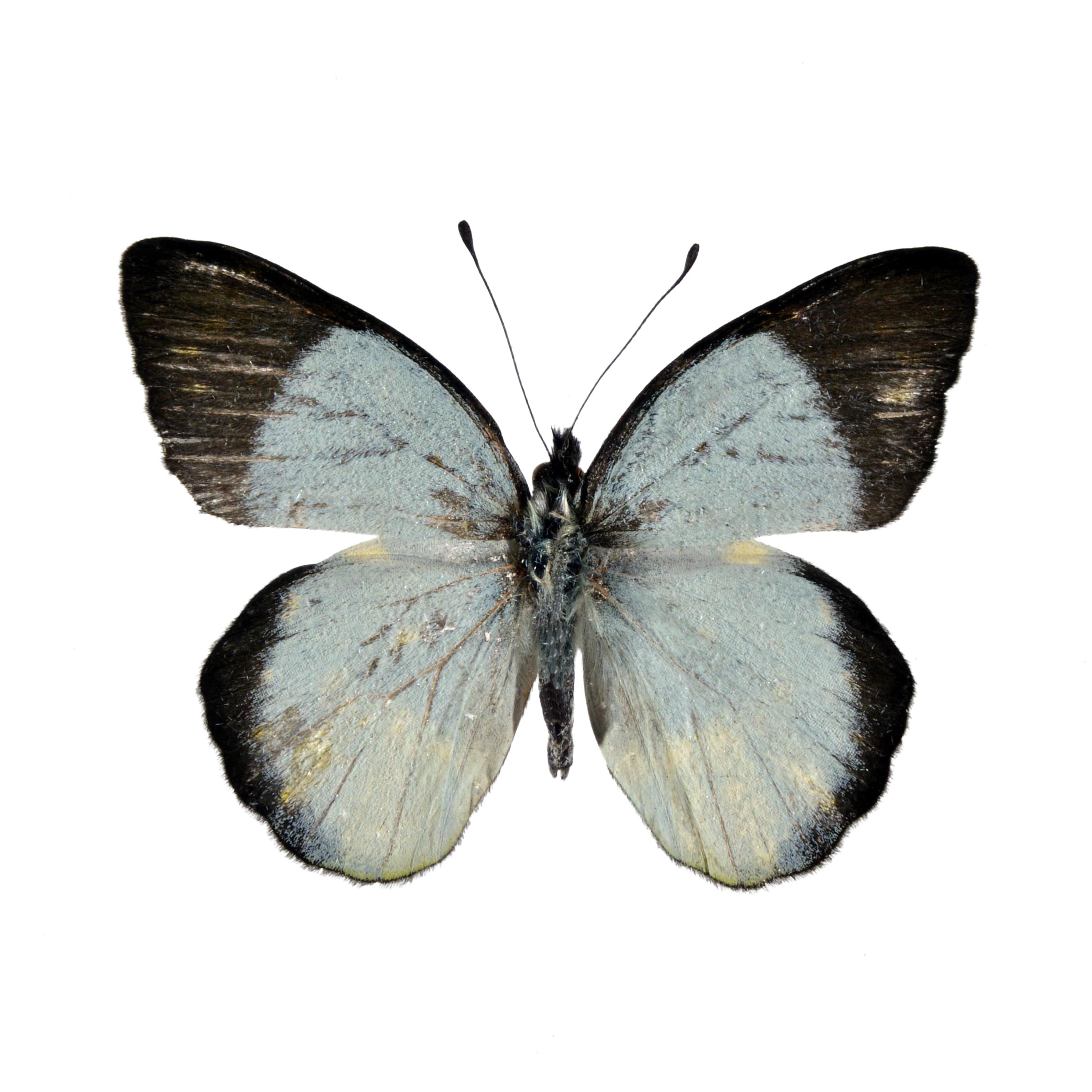 蝶语粉蝶科天然蝴蝶标本真昆虫教具教学diy原蝶未展翅自选品种 蝶语昆虫博物馆 淘优券