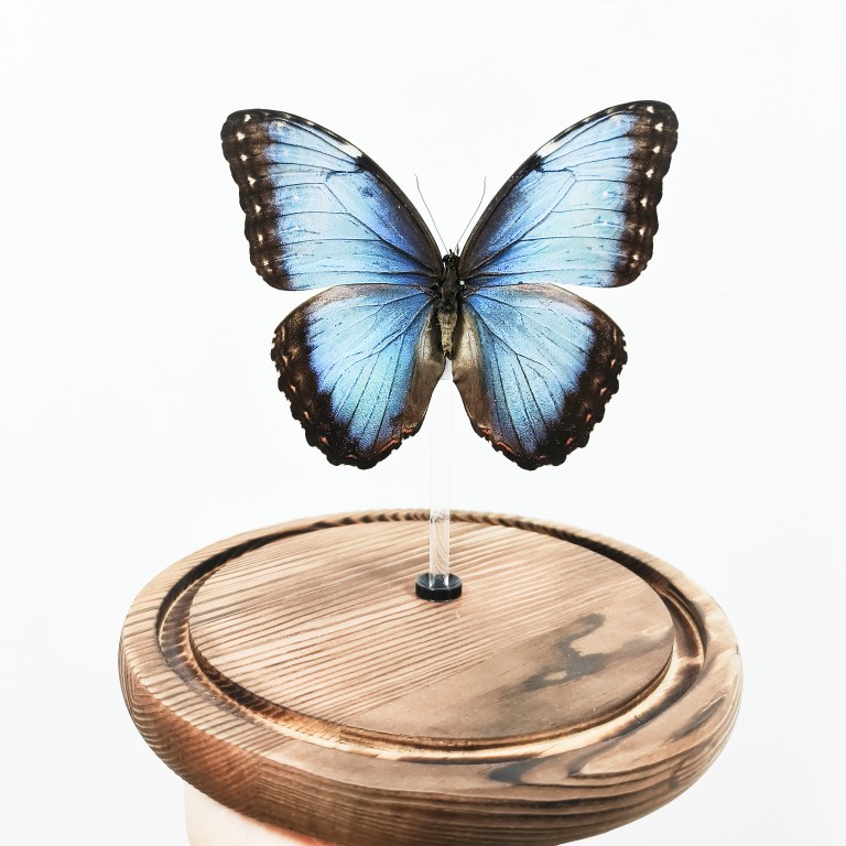 蝶语：海伦闪蝶 蓝闪蝶 已展翅蝴蝶标本装饰画圣诞新年节日礼物 - 图3