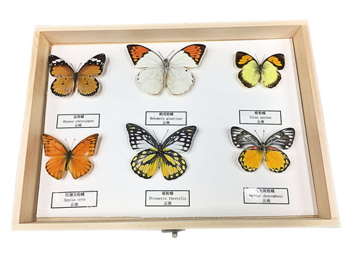 蝶语 昆虫蝴蝶标本原木立体框天牛甲虫蝉标本学生科普教材展览 - 图2