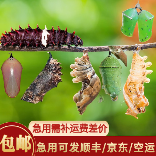 蝶语：真活蝴蝶蛹卵幼虫蝴蝶 蝴蝶养殖蝴蝶婚礼放飞科普教育礼物 - 图0