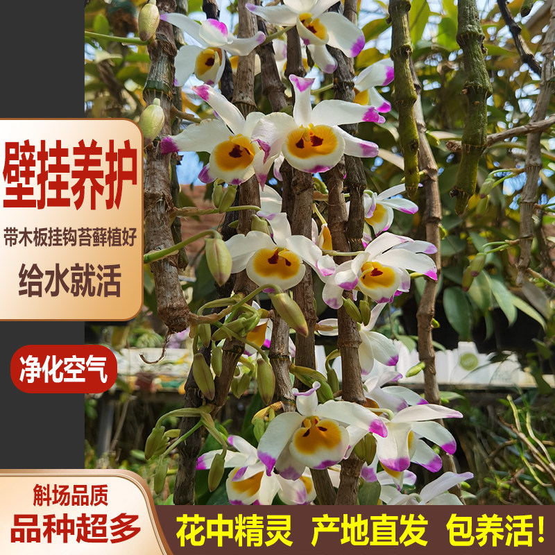 石斛苗带板种植好盆栽带花洋兰绿植铁皮天宫球花吊兰食用花卉造景,淘宝优惠券,粉丝福利购,淘宝优惠卷