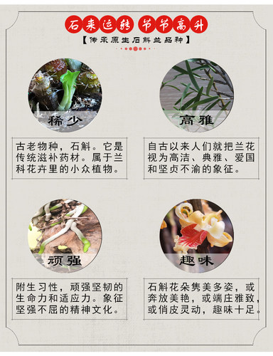 石斛兰花苗称斤正货非尾货处理大丛优先临安斛苑基地直发生命力强 - 图1