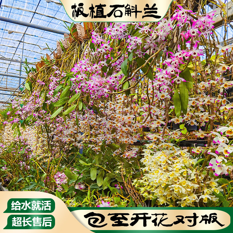 石斛苗带板种植好盆栽带花洋兰绿植铁皮天宫球花吊兰食用花卉造景,淘宝优惠券,粉丝福利购,淘宝优惠卷