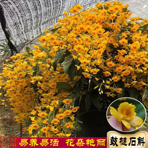 鼓槌石斛兰云南棒槌石斛苗清仓盆栽洋兰花药用绿植花卉杆熬汤煮鸡 - 图0
