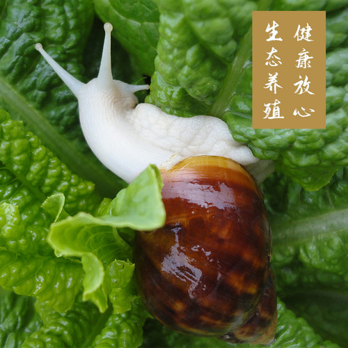 厂家直销速冻白玉蜗牛肉500克中西餐食材火锅烧烤牛排法式焗蜗牛 - 图2