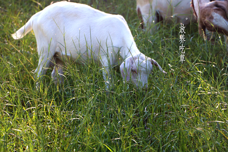 带肉羊蝎子新鲜羊蝎子骨羊骨头农村放养山羊另有羊排羊腿羊肉羊杂 - 图2