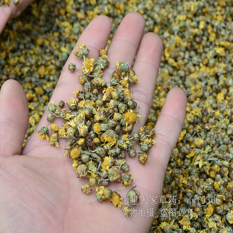 野菊花深山药材干无硫草药农家自晒花草茶另售金银花枸杞凉茶正宗