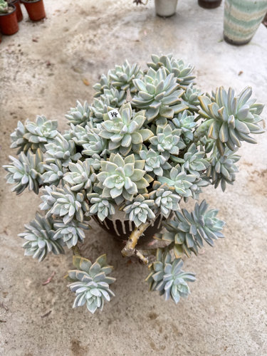 【淡雪】老桩多肉 好养活的多肉植物 包邮 紫月多肉花园 - 图0