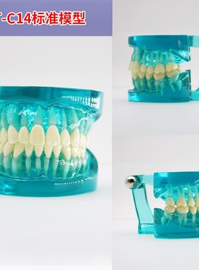 迪牙齿模型牙模型模具教学可拆卸