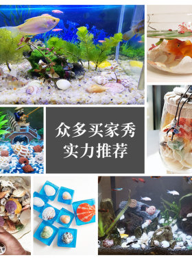 diy手工装饰品景观替换贝壳海螺