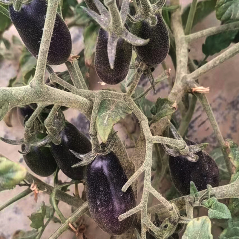 传家宝花青素型蔬菜黑妃椭圆小樱桃番茄圣女果种子种苗种孑秧苗 - 图3