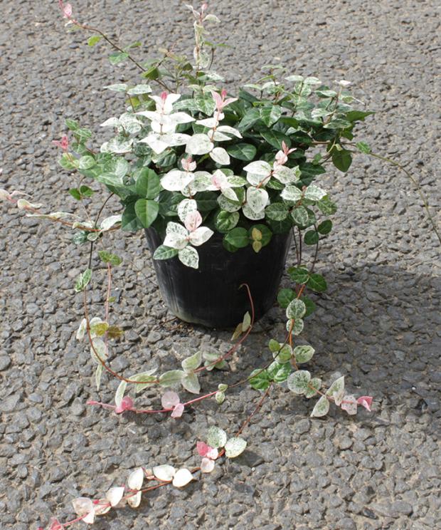 花叶黄金五彩络石绿植盆栽藤蔓垂吊兰好养阳台庭院植物彩叶草花 - 图2