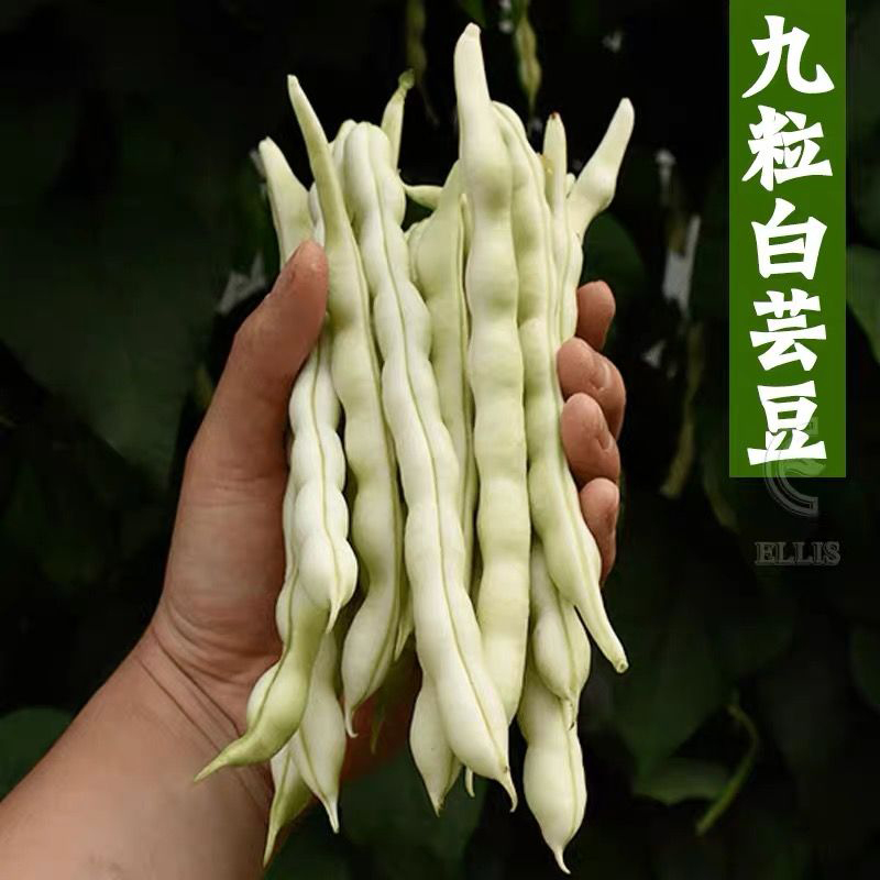 九粒白芸豆角种子大全白不老来少豆角缸豆四季菜豆蔬菜种孑子苗籽 - 图0