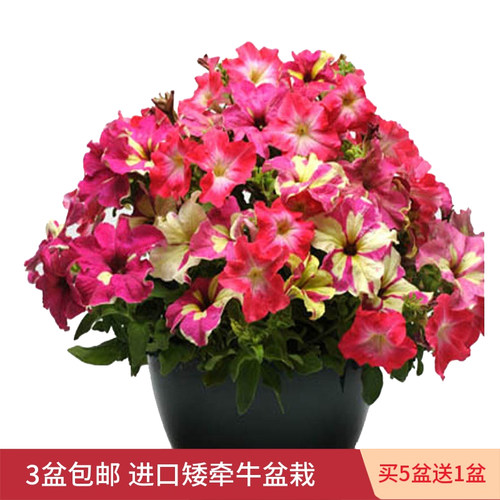 泛美进口室内外重瓣矮牵牛绣球花苗种子花卉盆栽阳台庭院绿植四季 - 图1