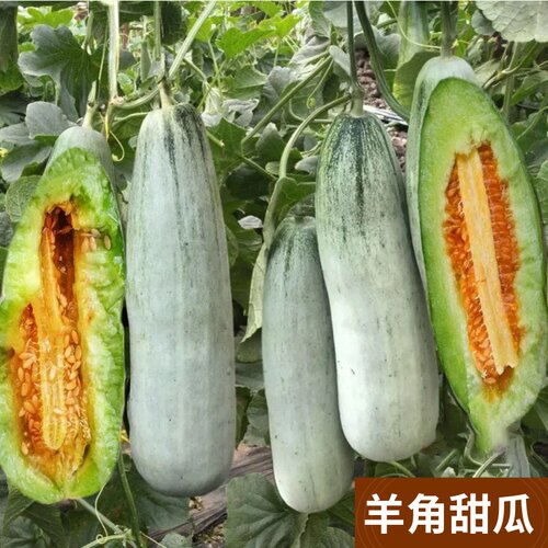 羊角酥甜瓜种子又甜又脆春播西瓜香瓜蔬菜种子秧苗孑羊角蜜甜瓜籽 - 图0