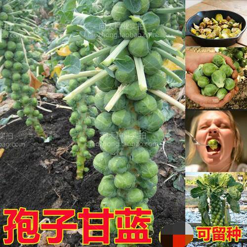 紫进口孢子甘蓝菜种子种籽甘兰抱子蔬菜种孑四季盆栽籽苗阳台秋季 - 图0