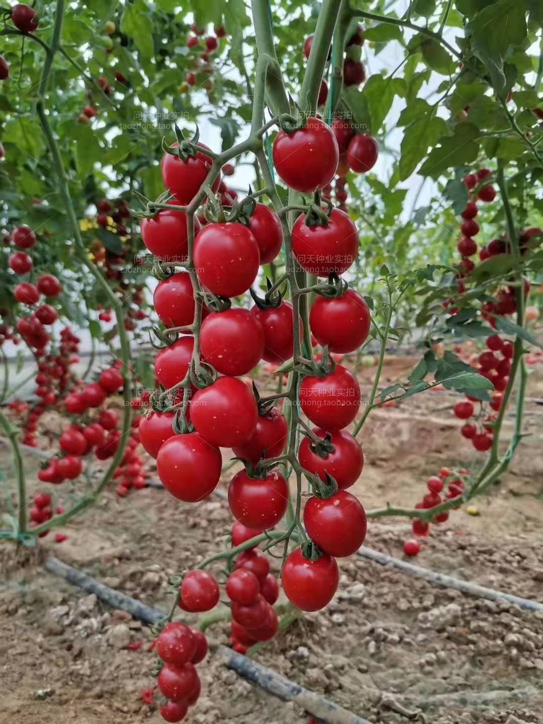 改良千禧瀑布番茄四季圣女果春季小西红柿种子籽苗季盆栽蔬菜种孑 - 图2