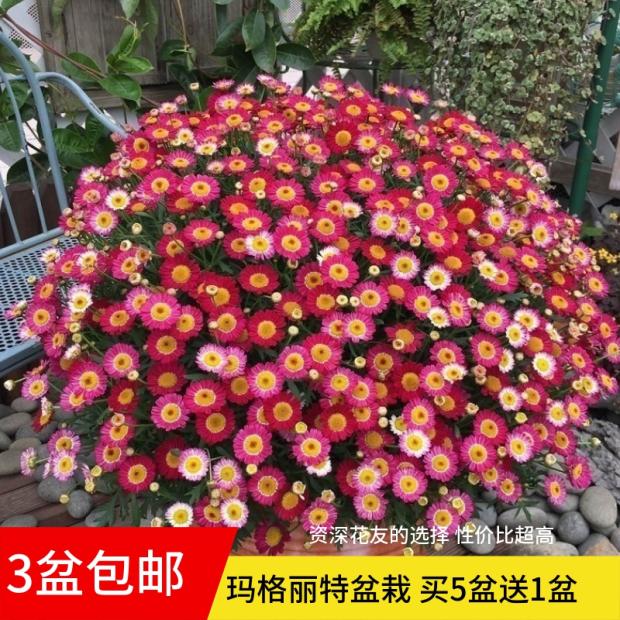 蓝色玛格丽特盆栽小苗菊花大苗糖果花苗易爆盆好养活庭院春天花卉-图0