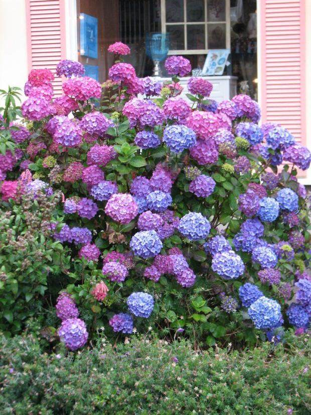 H大花绣球矮牵牛进口室内外花庭院花苗植物无尽夏易种花卉盆栽种,淘宝优惠券,粉丝福利购,淘宝优惠卷