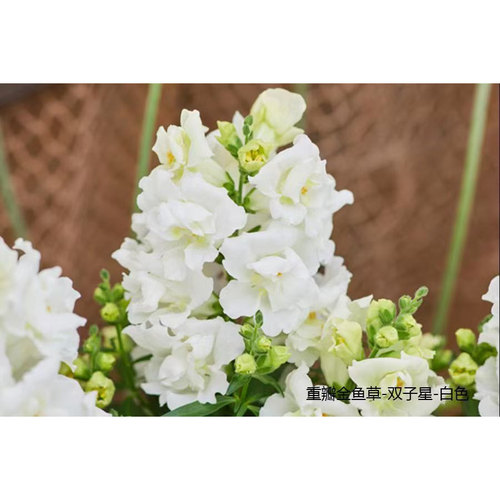 耐寒耐热新品双子星矮生重瓣金鱼草矮牵牛多季节开花机器花卉盆栽 - 图2