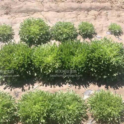 苦苣种子大全农家苦菊菜籽种蔬菜种孑苦苣菜种籽春秋冬季四季菜籽 - 图1