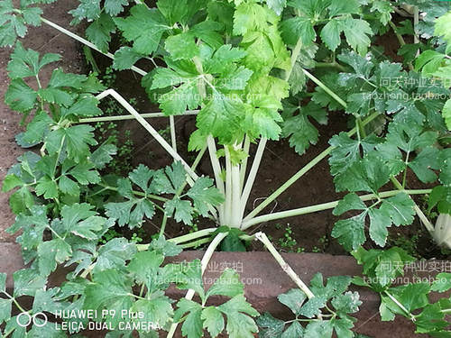 白芹菜彩芹菜小香芹西芹四季春夏秋冬季菜园盆栽好吃蔬菜种子籽孑 - 图0