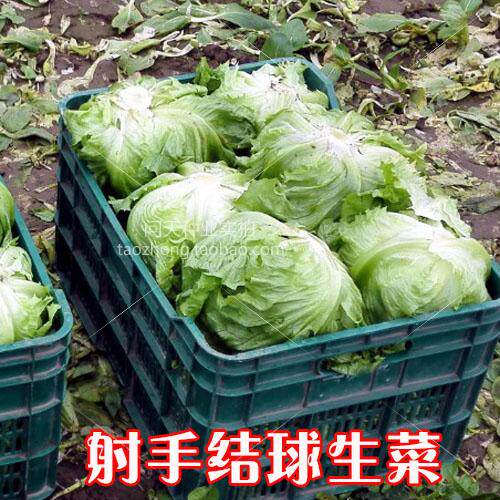 翡翠结球生菜四季春夏秋冬季可盆栽好吃耐热耐寒蔬菜种子籽种孑 - 图0