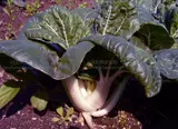 Капуста, капуста, масло, овощи, сырой кориандр четыре сезона растений горшечных растений Органические полевые овощи овощи, фрукты, семена семян
