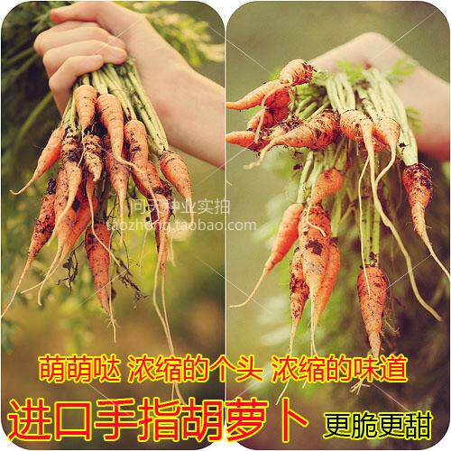 荷兰迷你胡萝卜种子农家儿童拇指手指好吃四季种籽蔬菜种孑 - 图2