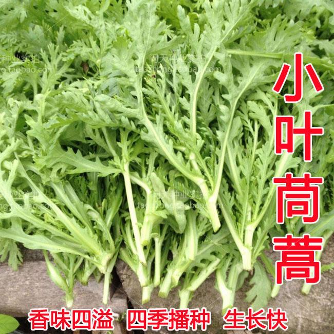 小叶茼蒿种子大全农家光杆茼蒿种籽菜籽四季皇帝青菜蔬菜种子孑苗-图0