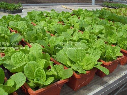 四季小白菜快菜可食用盆栽春夏秋冬菜园农家适合新手蔬菜种子籽孑 - 图1
