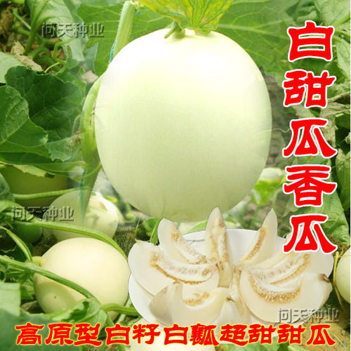 超甜早熟白凤白沙蜜甜瓜西瓜四季春季可盆栽菜园蔬菜水果种子籽孑 - 图2