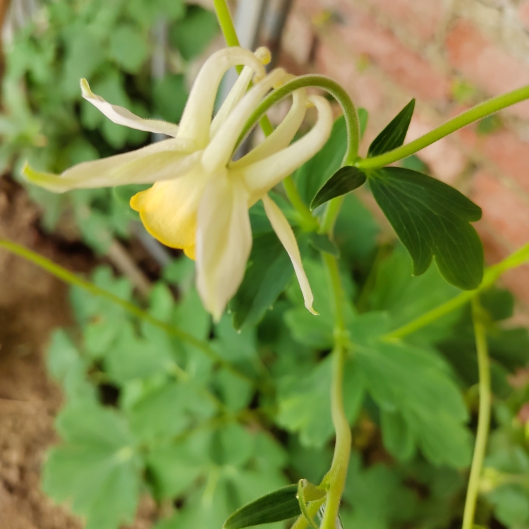 耧斗菜种子种苗阳台庭院室内盆栽漏斗菜新奇花卉绿植南北方种植-图1