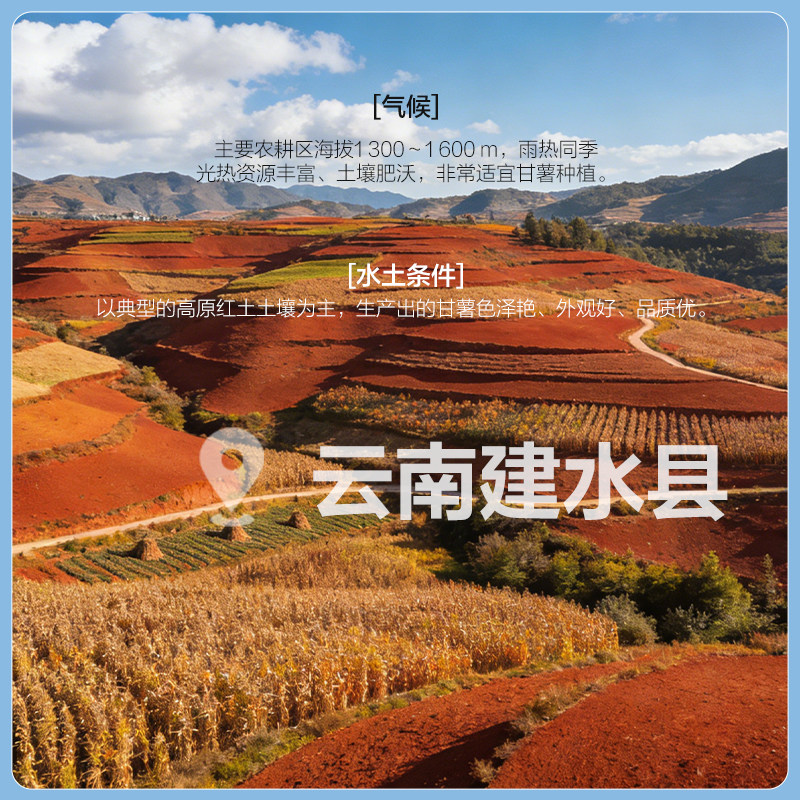 良品铺子酥脆薄饼紫薯味300g薄脆饼干独立小包装休闲零食营养早餐