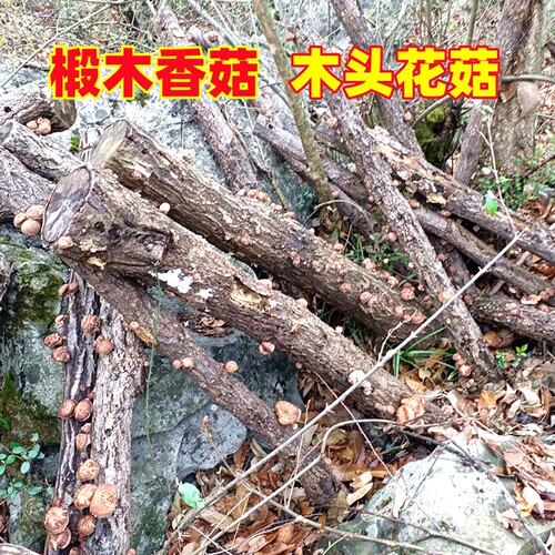椴木花菇干货500g精选干香菇湖北南漳农家段树冬菇野外木头小花菇 - 图0