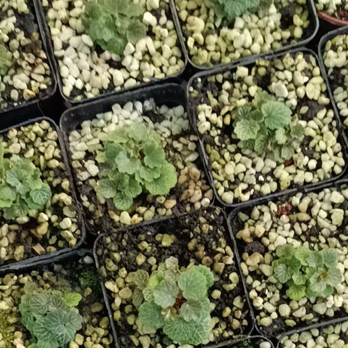 正宗姬虎耳姬雪之下虎耳草日本山野草苔藓菖蒲吸水石微型盆栽植物 - 图1