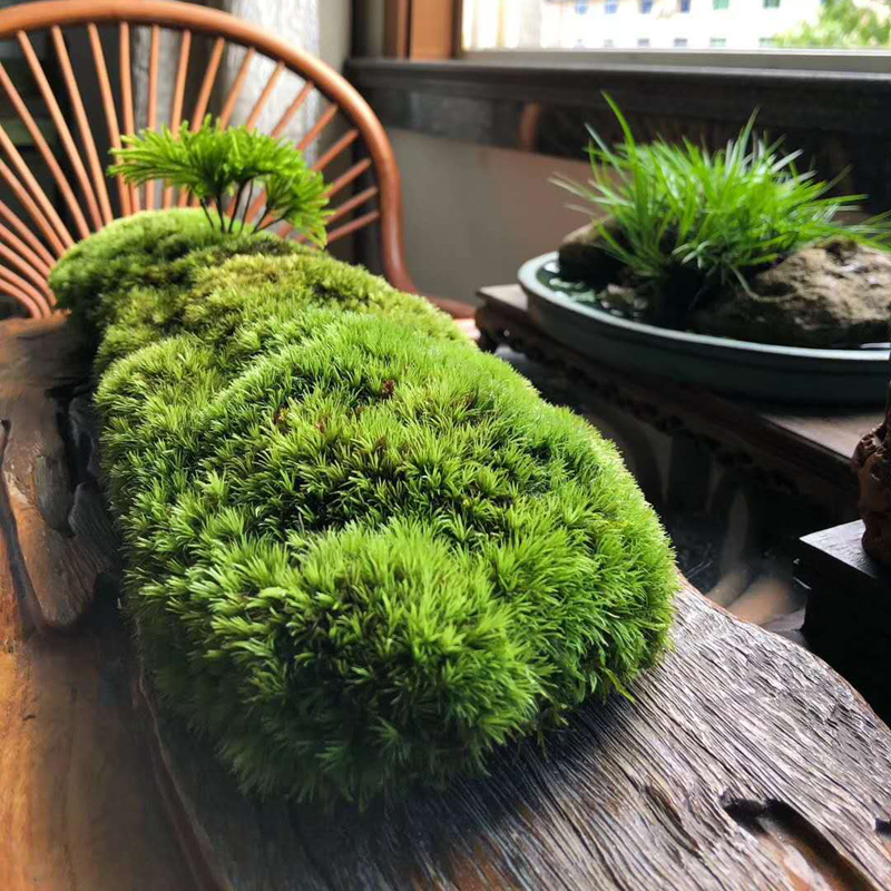 短绒苔藓微景观青苔白发藓盆景铺面鲜活大灰藓假山水陆缸造景植物 - 图0