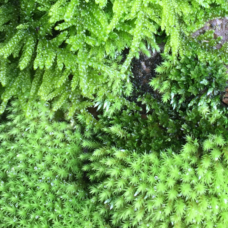 短绒苔藓微景观青苔白发藓盆景铺面鲜活大灰藓假山水陆缸造景植物 - 图1