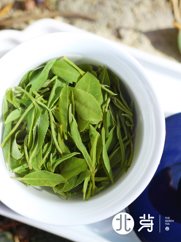 日照绿茶新茶叶春茶一特级豆香高山云雾北芽正品店袋装山东