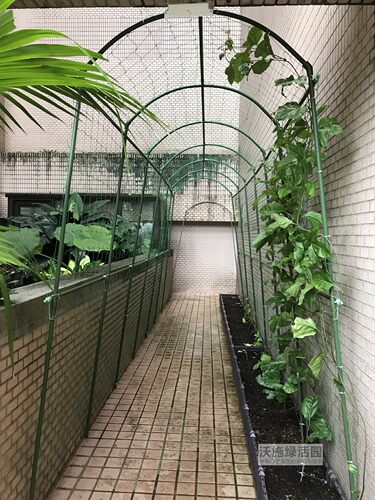 包邮弯顶拱形爬藤花架户外阳台黄瓜百香果葡萄架带网简易攀爬架 - 图2