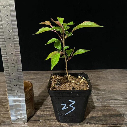 日本进口樱花盆景 信浓寒樱 十月樱原生小品素材樱花盆景一物一拍 - 图0